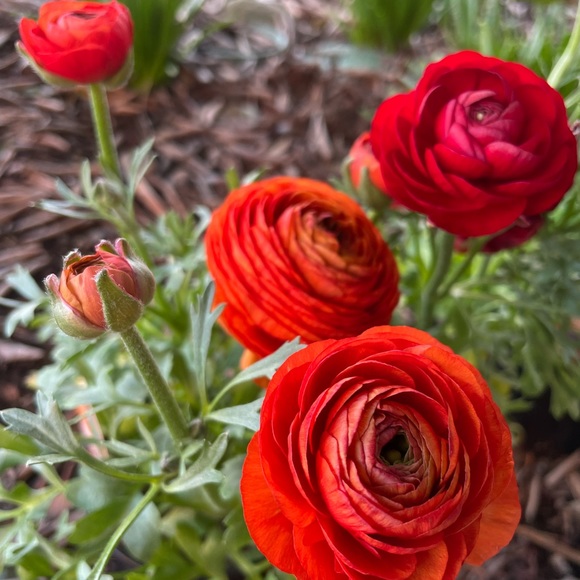 Meet your Posher, Rebecca - Picture 1 of 1